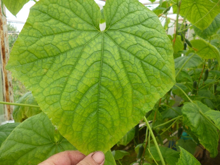 Trace of Cucumbers