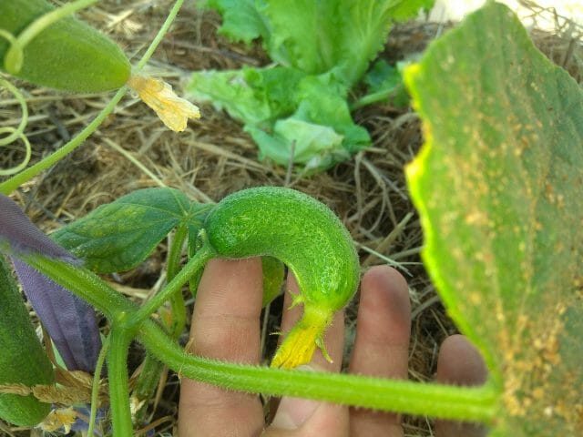 Cucumbers Grow Curves