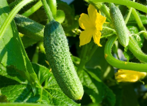varieties of cucumbers for the suburbs