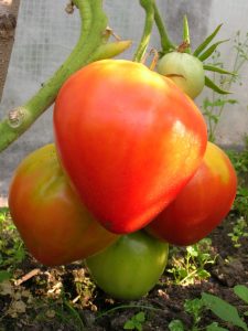 Jak pěstovat rajče 