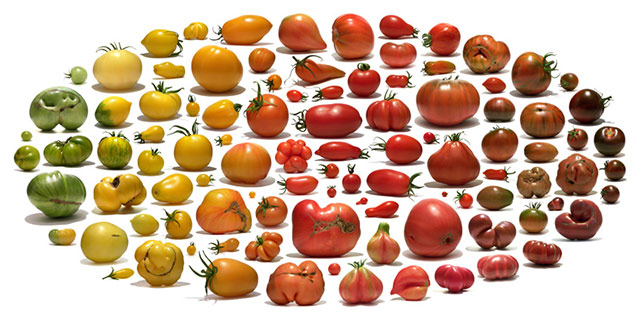 rajčata všeho druhu