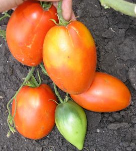 charakteristika rajčete königsberg a popis odrůdy