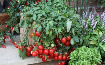Чери домати на перваза на прозореца голяма реколта у дома