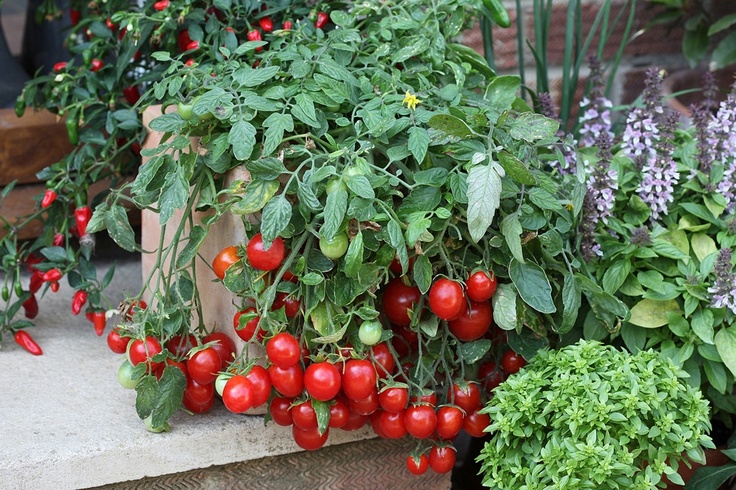 Cherry rajčata na parapetu velké sklizně doma