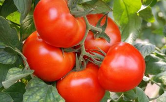 Характеристика на пазара на доматен чудо и описание на сорта