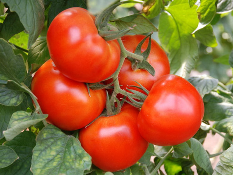 charakteristika trhu s rajčaty a zázrakem