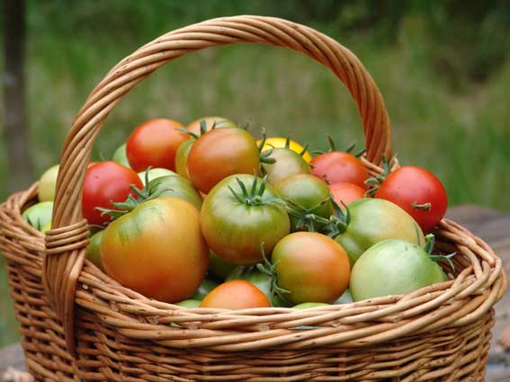 charakteristika jedle rajče a popis odrůdy