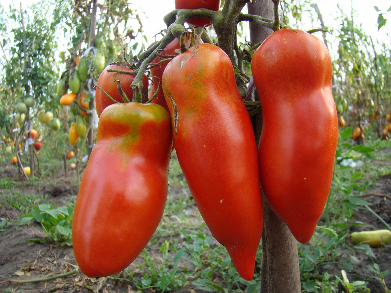 charakteristika šarlatového rajčete a popis odrůdy