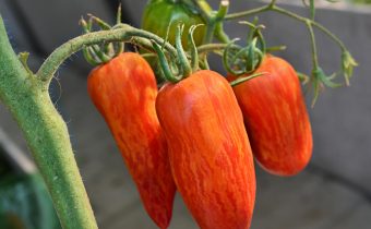 Rajčata s plamenem, popis odrůdy