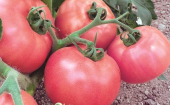 Характеристика на чудото от розов домат и описание на сорта
