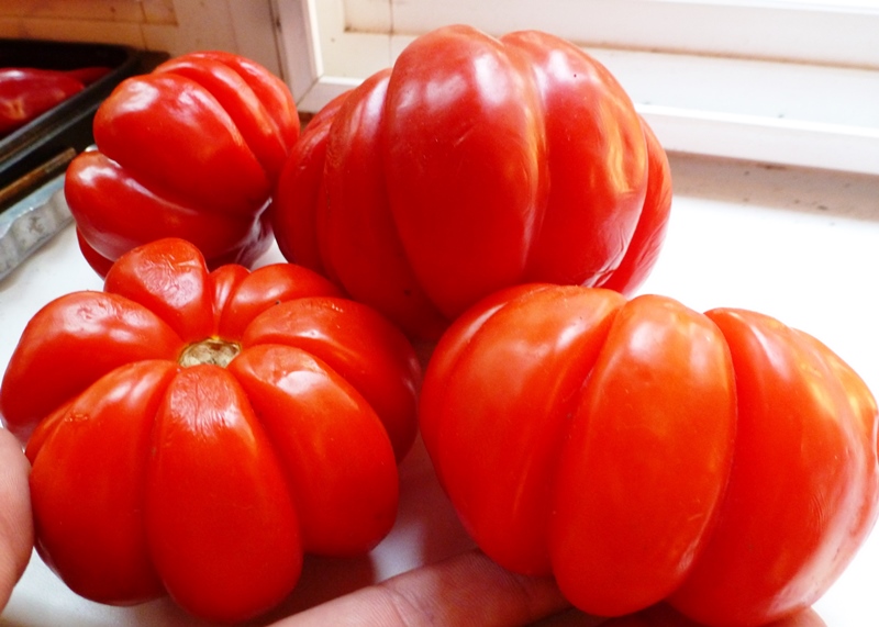 tomato puzata chata recenze fotografie výnos