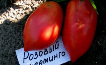 פלמינגו ורוד עגבנייה מאפיין ותיאור הזן