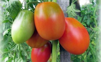 Popis odrůdy rajčat