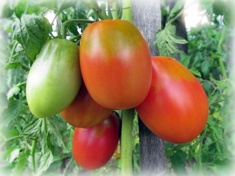 תיאור מגוון עגבניות סלאב