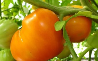charakteristika rajčatového pomeranče a popis odrůdy