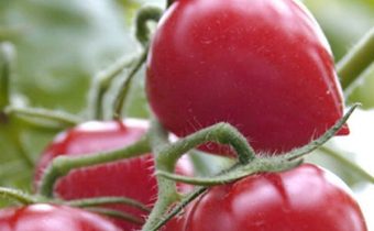 עגבנייה Kemerovtsy האופיינית לתיאור הזן