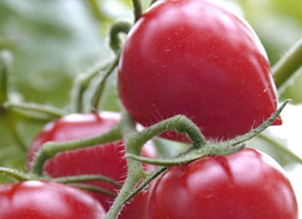 Charakteristika rajčat Kemerovtsy a popis odrůdy