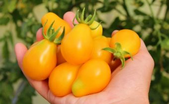 Характеристика и описание на сорта на домати от мед