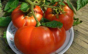 الطماطم هي سمة مضياف ووصف متنوعة.