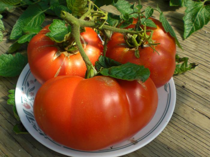 Rajčata je pohostinná vlastnost a popis odrůdy.