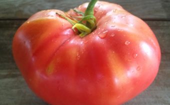وصف العسل الطماطم الوردي متنوعة