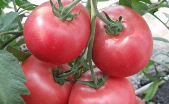 характеристика на дивата роза от домати и описание на сорта