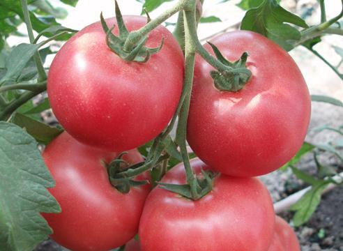 وارتفع الطماطم البرية مميزة ووصف متنوعة