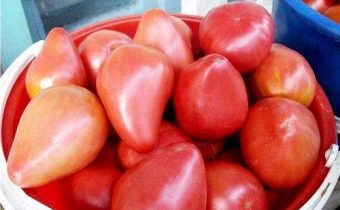 منقار الطماطم منقار استعراض الصور العائد