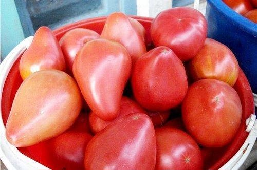 tomato vultur zăbrele recenzii fotografii randament