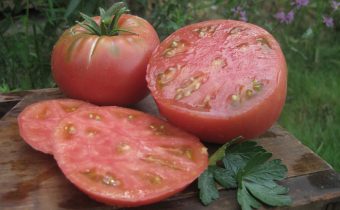 Tomato Mikado rosa kännetecken och beskrivning av sorten