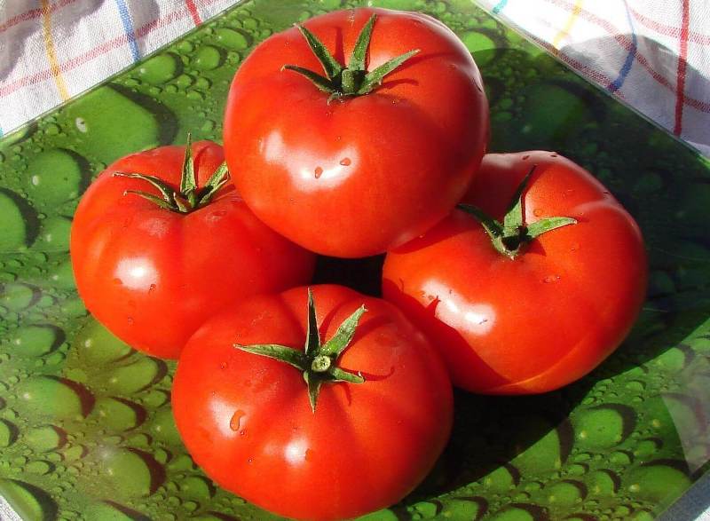 charakteristika rajčat bobcat a popis odrůdy