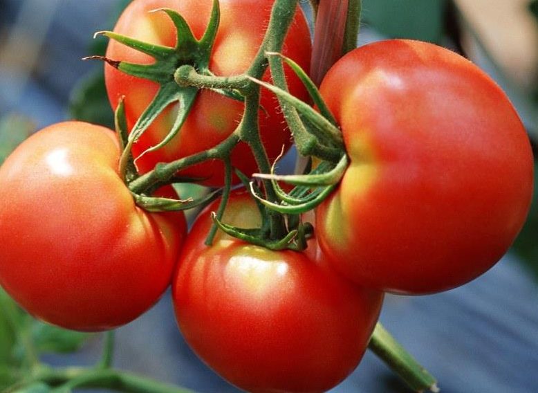 אדום עגבנייה אדומה מאפיין ותיאור הזן