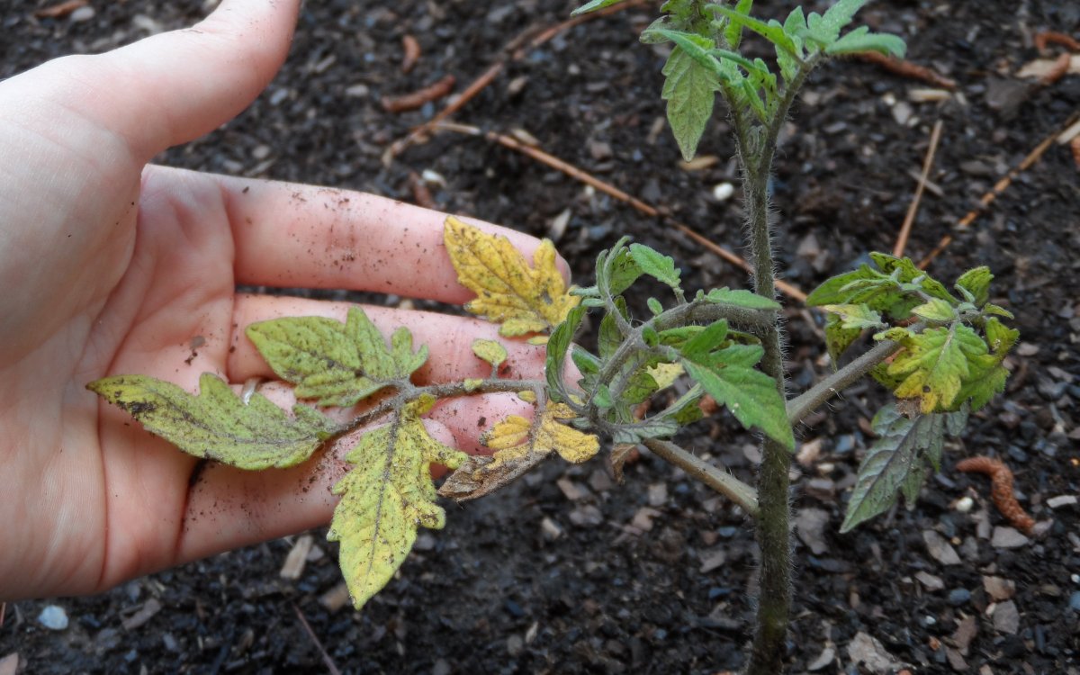 why the tomato leaves turn green in the greenhouse and how to deal with it