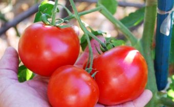 charakteristika rajčatové červené čepice a popis odrůdy