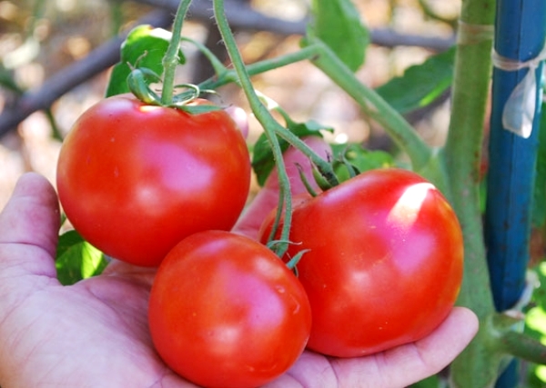 charakteristika rajčatové červené čepice a popis odrůdy