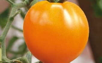 الطماطم الذهبية القلب متنوعة وصف الصورة الاستعراضات