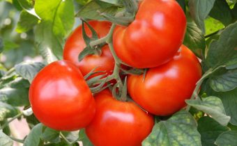 charakteristika rajčat andromeda a popis odrůdy