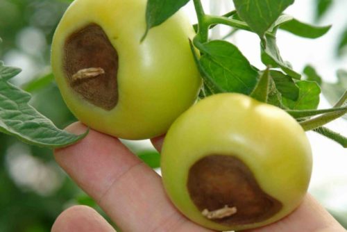 Vertex rot on tomatoes: treatment of folk remedies