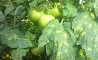Кладоспориоза на методите и лекарствата за контрол на доматите