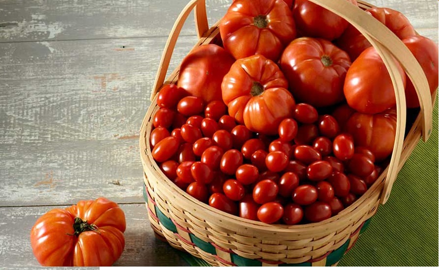 טיפול בזרעי עגבניות לפני שתילת שתילים