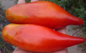 vlastnosti rajčatového pepře a popis odrůdy