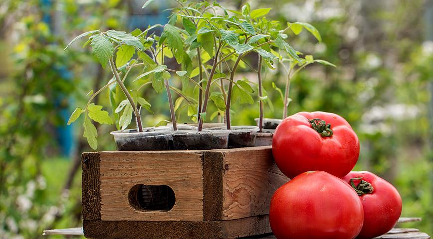 кога да засадят домати за разсад през 2018 г. за оранжерията по лунния календар?