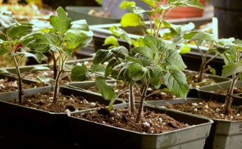 Terms of planting tomato seedlings in 2018 in central Russia