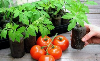 Ways to grow tomato seedlings at home for greenhouses and open ground