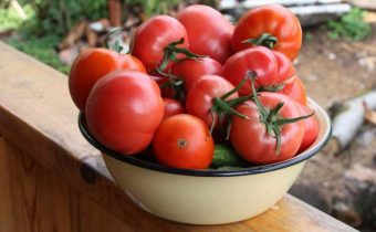 Tomato openwork characteristic and description