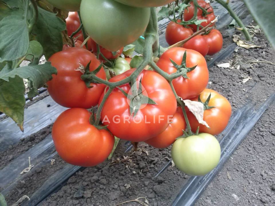 الطماطم 