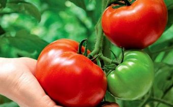 גידול עגבניות לפי שיטת ה- IM מסלובה. היתרונות והחסרונות של השיטה