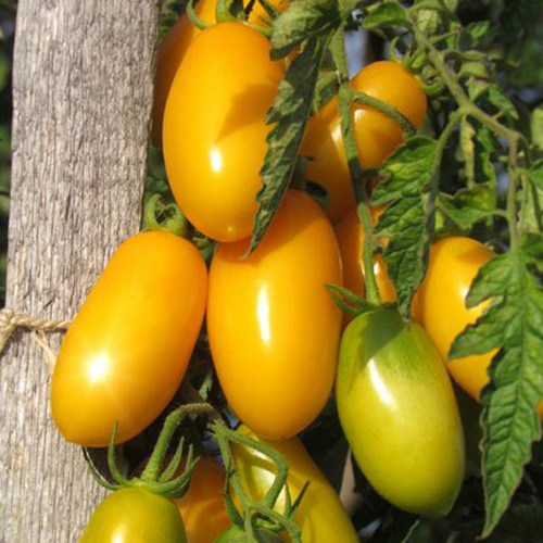 10 Graines-Rendement Et Délicieux! Yazon Tomate 