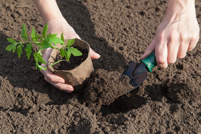 What to put in the hole when planting tomatoes