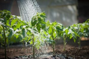 Watering after transplanting